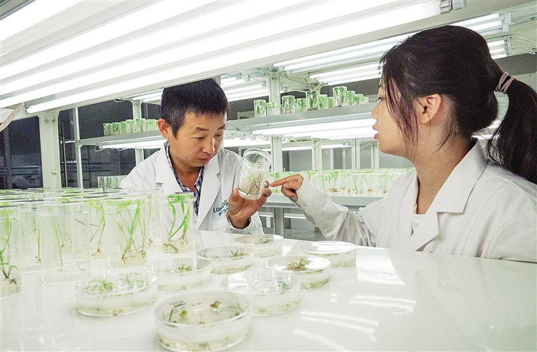 隆平生物技术(海南)有限公司科研人员正在进行研发工作